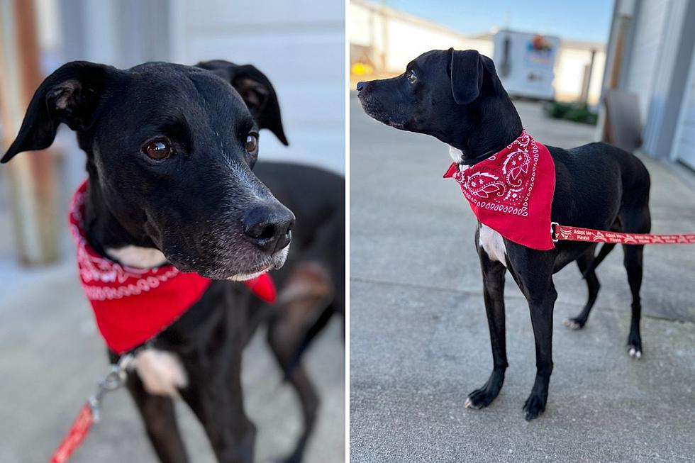 Sweet Indiana Lab Mix is a Senior Pooch Looking for a Second Chance at Love
