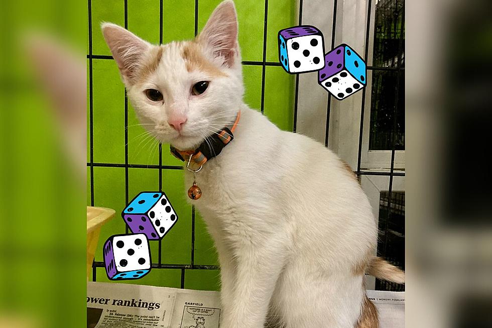Roll the 'DICE' & Take a Chance on This Adoptable Shorthair
