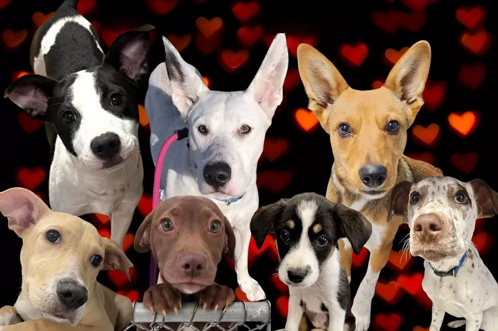 Adorable (and Adoptable) Valentine's Puppies in the Tri-State