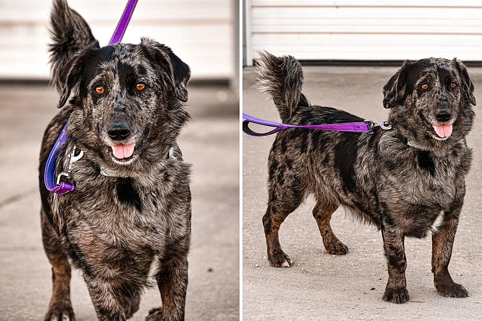 Adoptable Indiana Dog is a Unique Breed Mix With a Beautiful Coat