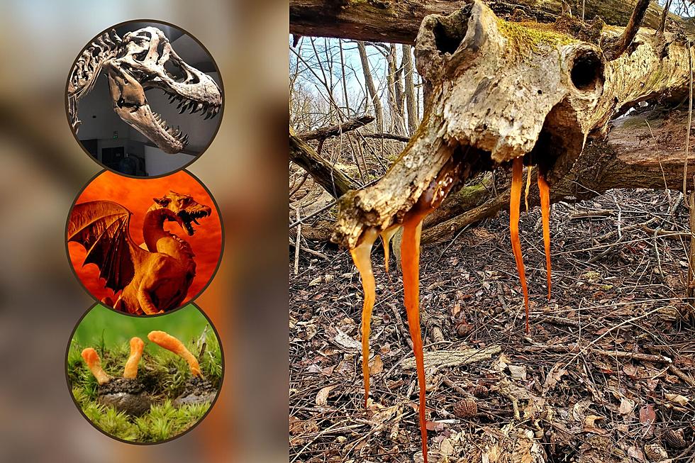 What's in the Indiana Woods: a Fungus, Dragon Skull, or What?