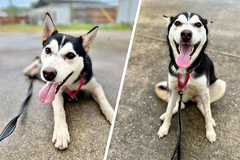 This Adoptable Indiana Husky Mix is a &#8216;DIAMOND&#8217; in the Ruff