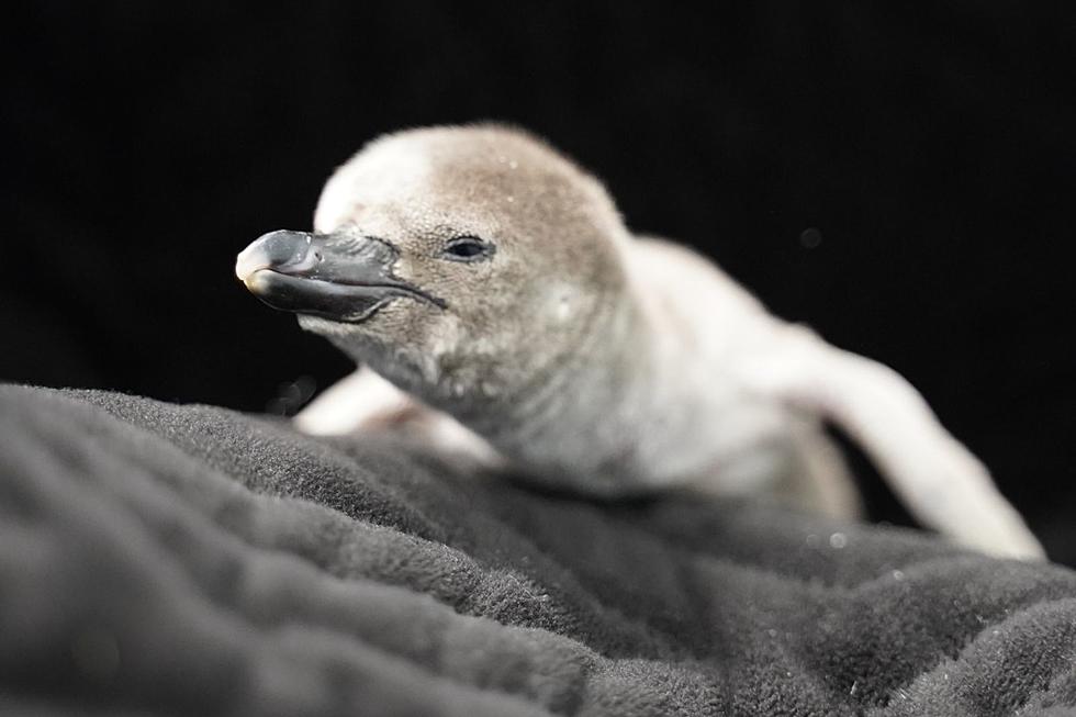 Mesker Park Zoo Celebrates the Hatching of a Penguin Chick