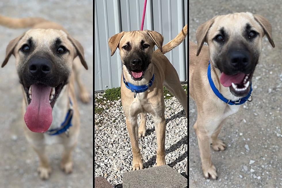 Indiana Lab Mix Named &#8217;50 SCENT&#8217; is Sniffing Out a Forever Home
