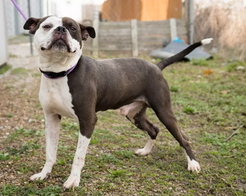 Pet of the Week - Jojo