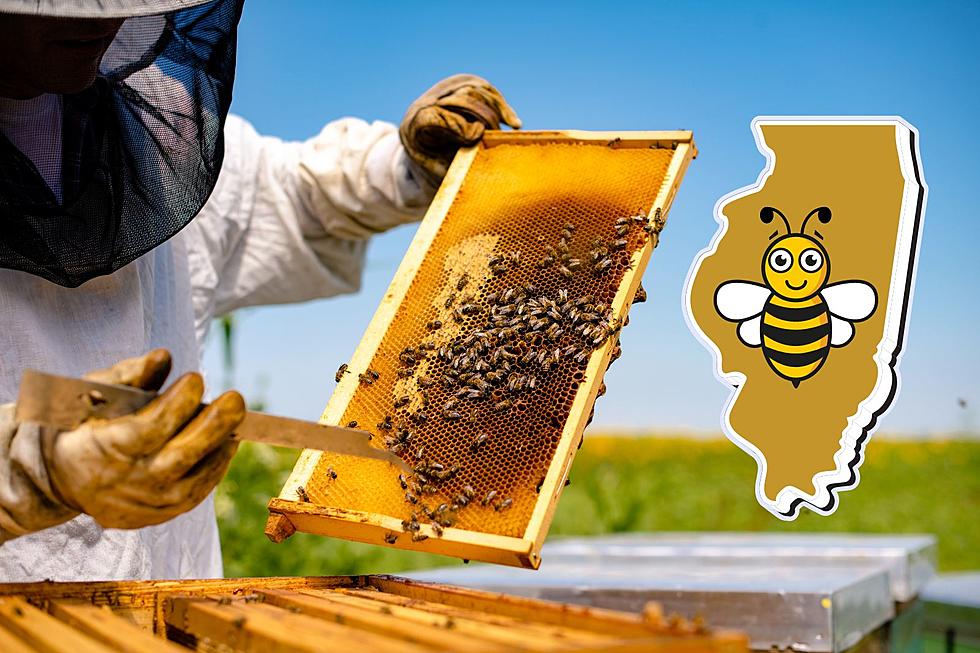 Illinois is One of the Best States in America for Beekeeping