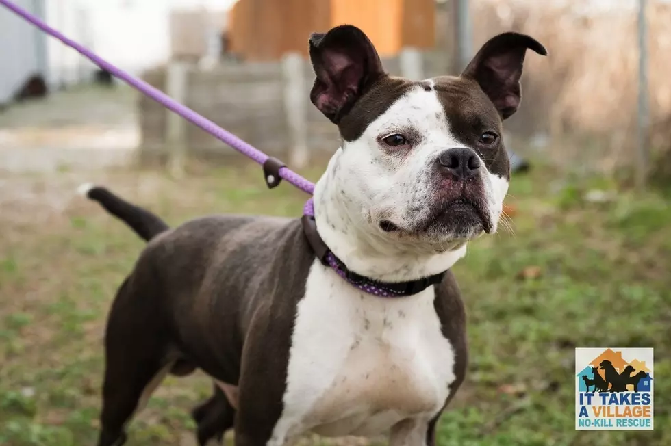 Pet of the Week - Jojo