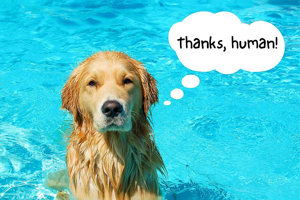 A Simple Accessory Can You Keep Your Pets Safe in the Pool This Summer
