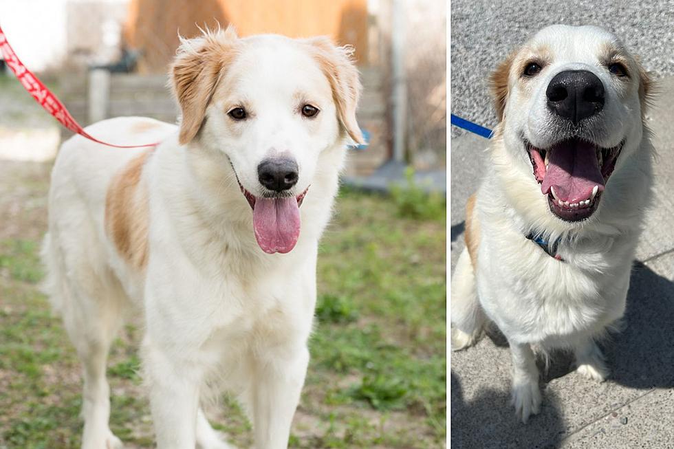 ANGEL is a Fluffy Indiana Great Pyrenees Mix Waiting to Meet You