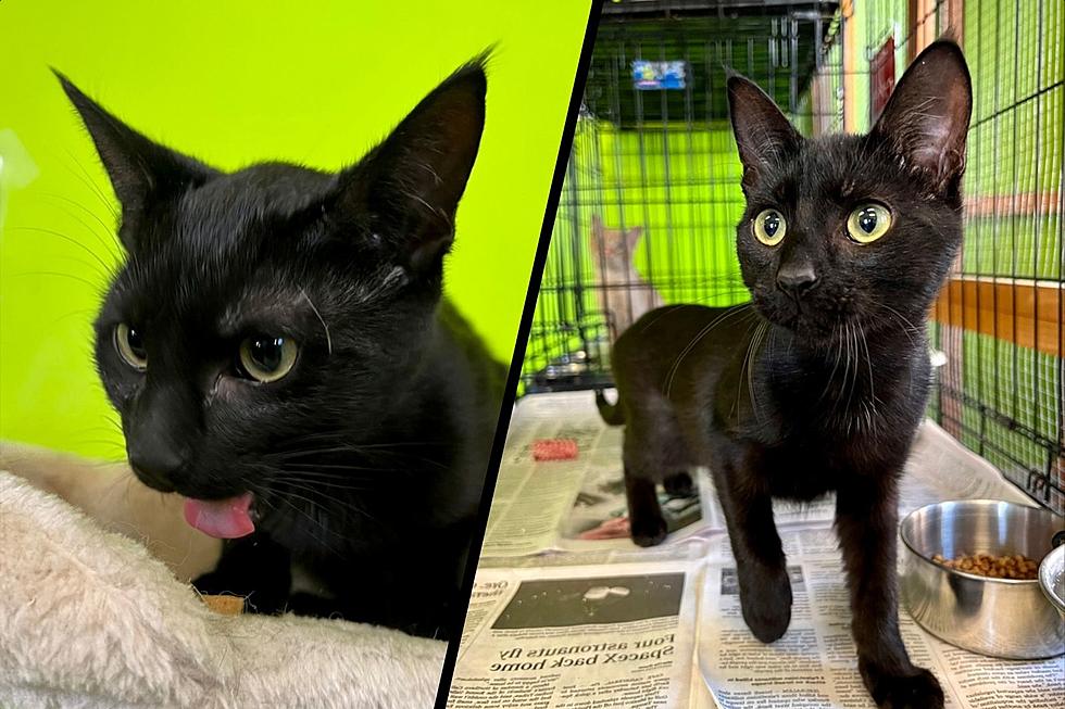 This Adoptbable Indiana Black Cat Wants to Prove He is Nothing But Good Luck