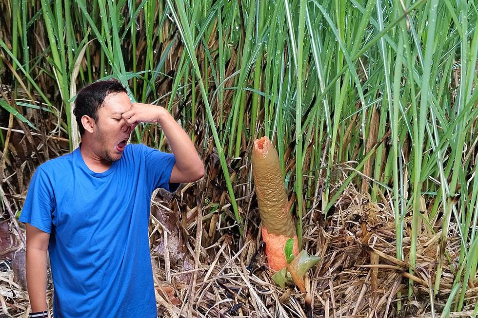 Be On the Lookout For This Funky Fungi In Your Indiana Garden