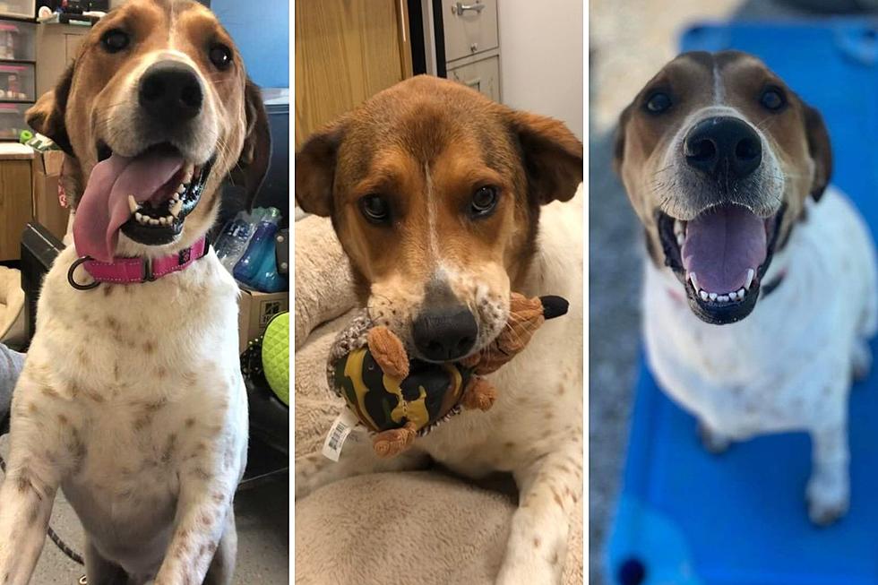 Adorable, Adoptable Indiana Hound Mix Eagerly Awaits Her Forever Home
