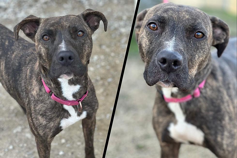 This Southern Indiana Brindle Beauty Hopes to Find a Forever Home