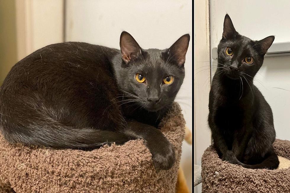 Meet SHAKESPEARE – The Mysterious Black Cat Seeking a Forever Home in Southern Indiana