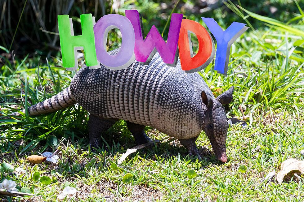 Yes, Armadillos are in Indiana! Is it Legal to Trap Them?