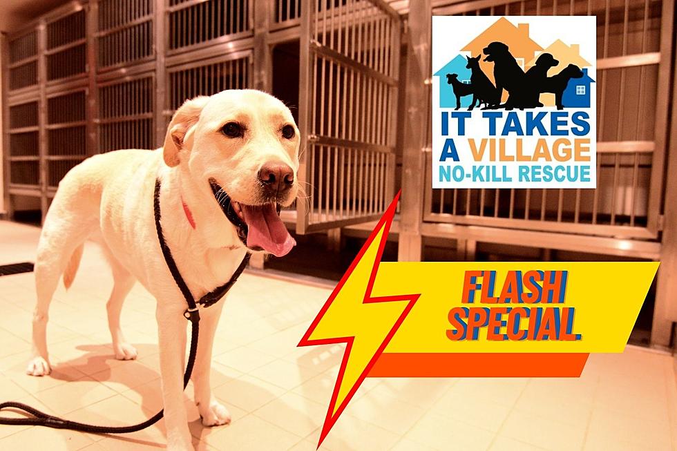 11th Anniversary Flash Special: $50 Adoption Fee for Animals at ITV Rescue Center