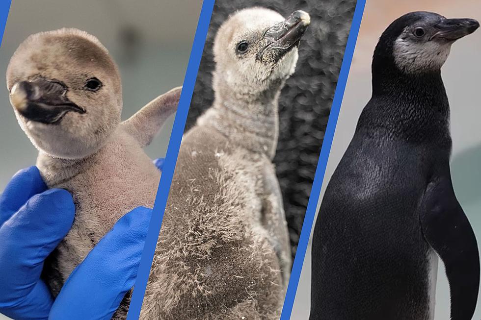 Help Name Mesker Park Zoo & Botanic Garden's Baby Penguin