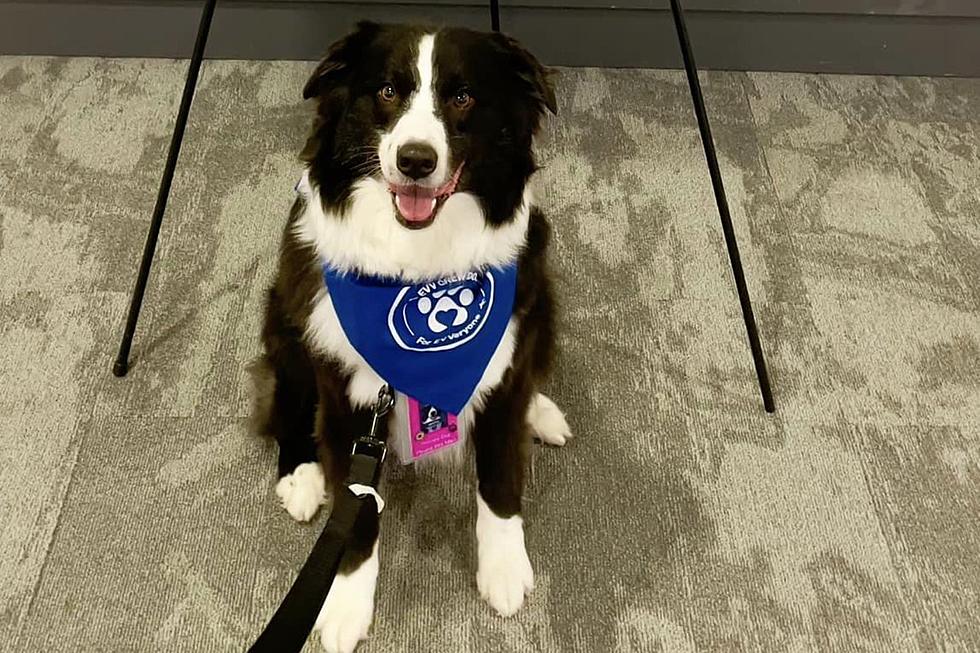 Meet Crypto the Therapy Dog at Evansville Regional Airport 