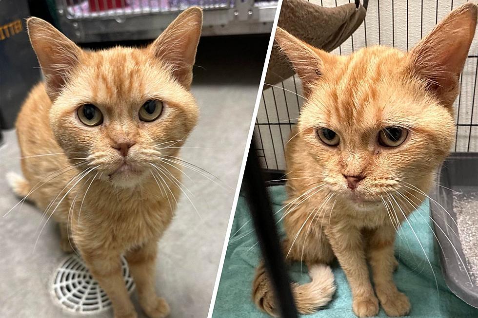 This Adoptable Indiana Kitty is a Big Orange Ball of Love
