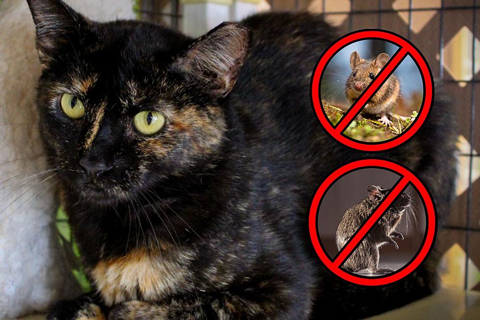 Adoptable Indiana Feline Can Provide Free Rodent Control as Your Perfect Barn Cat