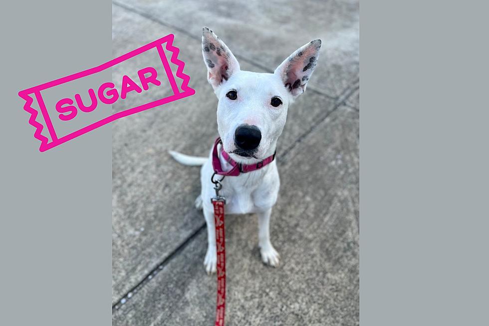 The Heartwarming Journey of Sugar, Adorable Dog Seeking a Loving Home