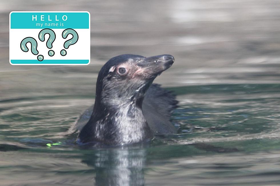 Mesker Park Zoo's Baby Penguin Has a Name