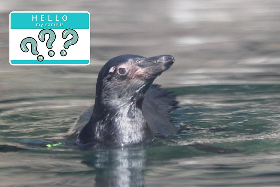 Meet the Pickles: Mesker Park Zoo’s Baby Penguin has a First and Last Name