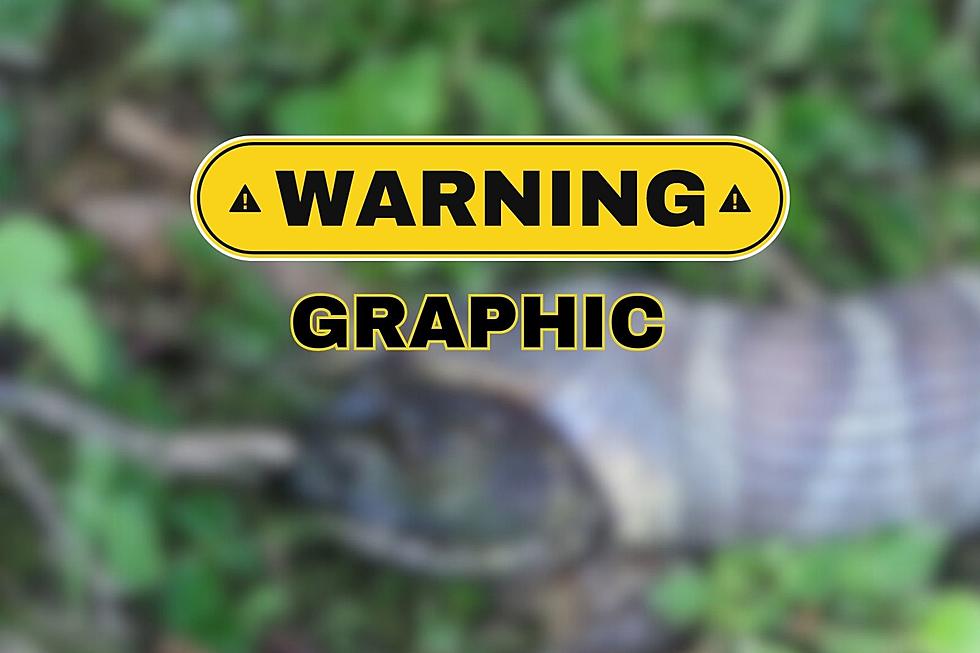 Indiana Photographer Captures Epic Snake vs. Bullfrog Battle
