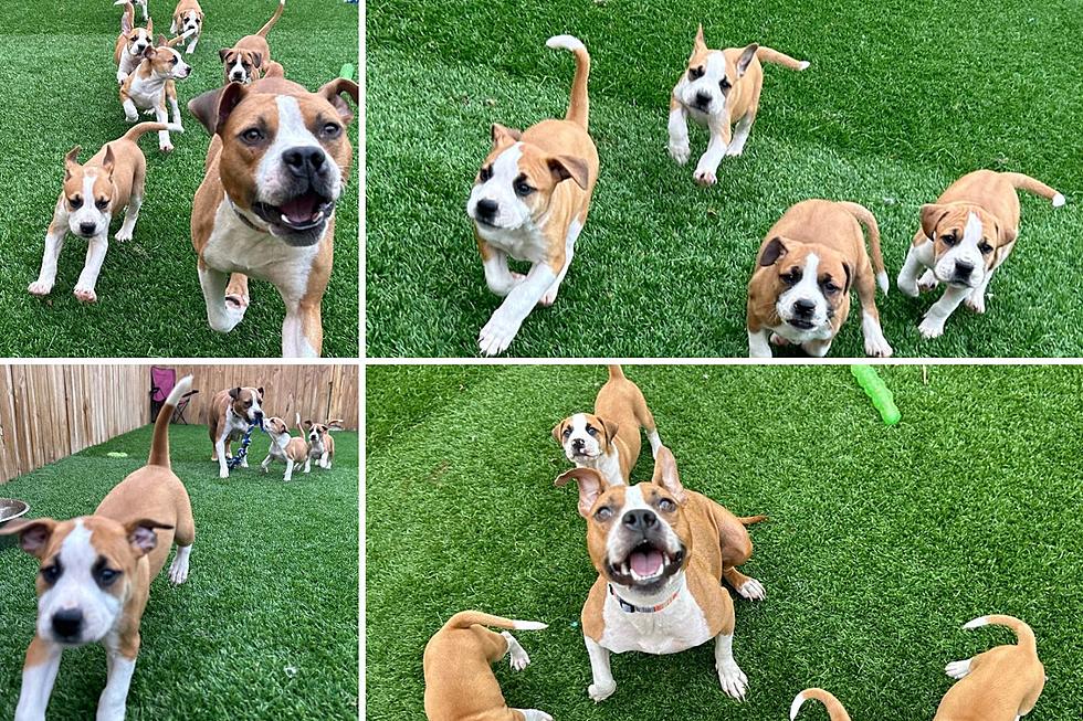 Meet seven pedigree pups with a happy new life at kennels after