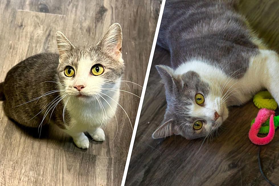 Adoptable Indiana Cat Would Be a Fantastic Companion for Families With Kids