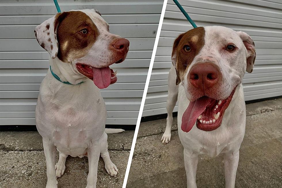 Samson: The Gentle Giant in Search of a Forever Home in Indiana