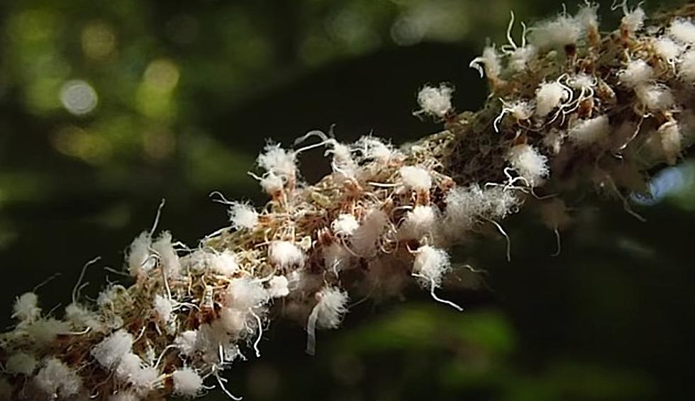 The White Fuzzy Things on Plants Are a Big Pest to Indiana &#038; Kentucky Farmers