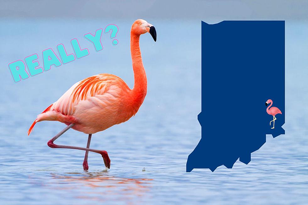 Extremely Rare Flamingo Sighting in Indiana – Why Are They So Far North?