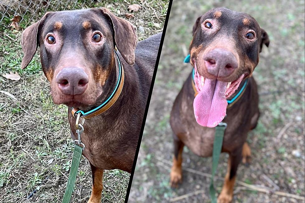 Let 'Er "RIP" and Give This Sweet Doberman a Forever Home