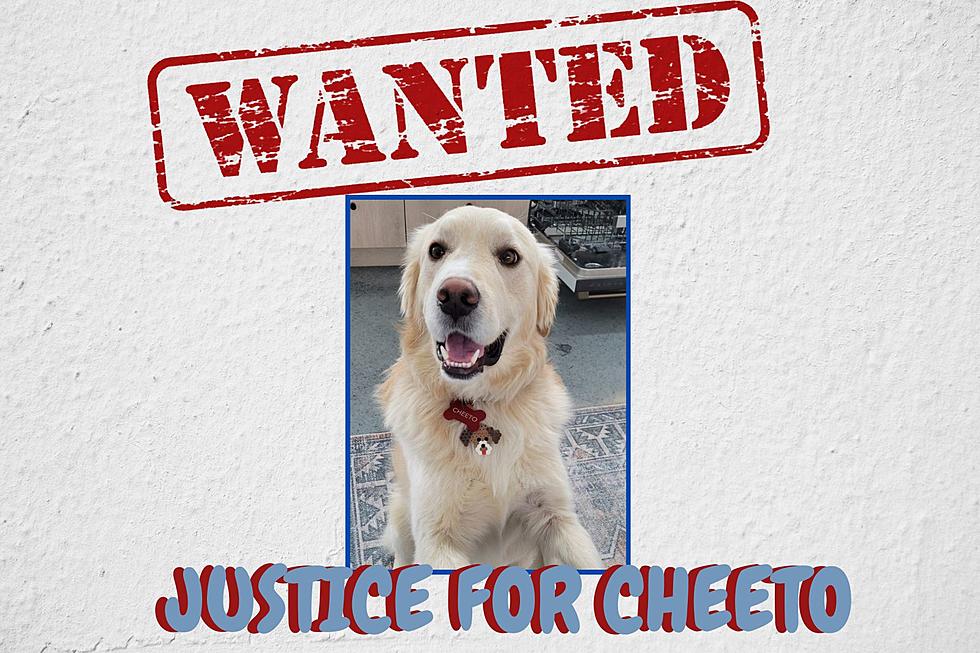 Justice for Cheeto: Evansville Family Offers $3,000 Reward