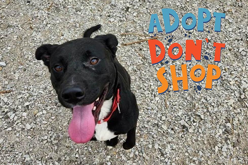Zippy The Lab Mix Reminds You to Adopt Don't Shop 