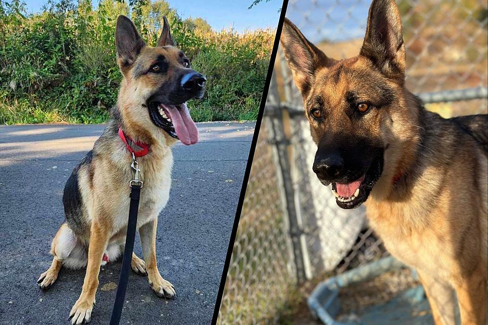 Adoptable Indiana German Shepherd Has the Heart & Personality to Match His Good Looks