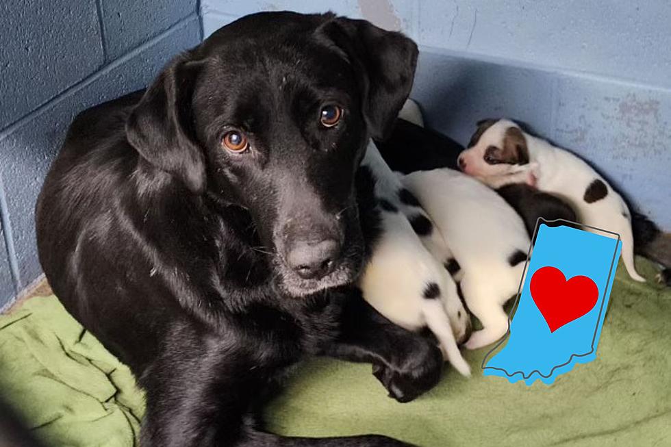 Indiana Dog Lost Her Puppies, But Turned Her Tragedy Into a Blessing