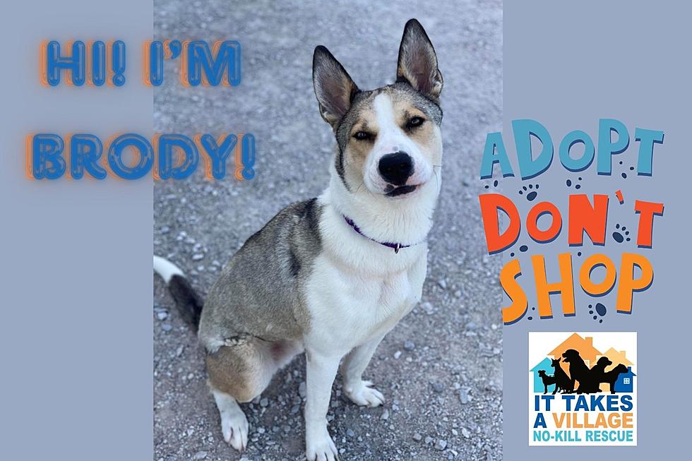 Meet Brody: The Social Butterfly Husky Mix Seeking His Forever Home