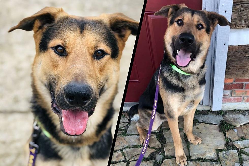 Adoptable Indiana German Shepherd Steals Hearts with Every Wag of His Tail