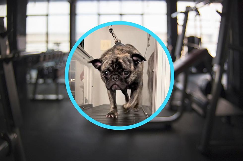 Check Out Evansville's First Mobile Gym for Your Pup