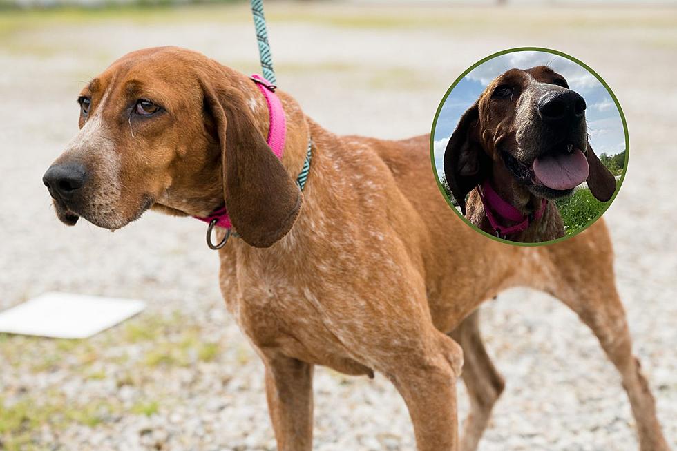 Meet TRIXIE GRACE: A Loving Coonhound in Need of a Forever Home