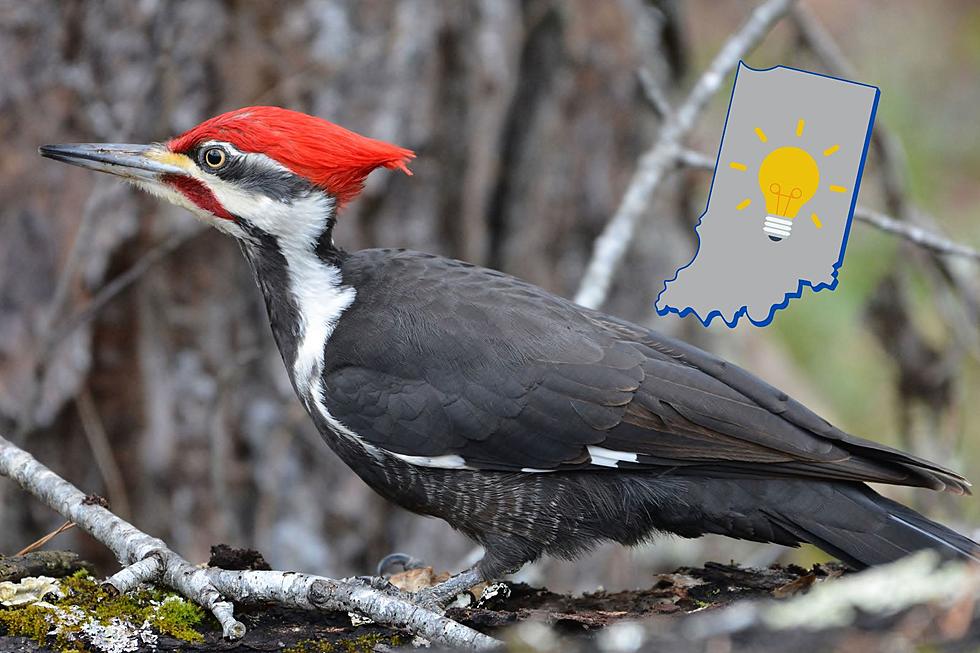 Common Indiana Bird Features One of Nature’s Most Ingenious Designs