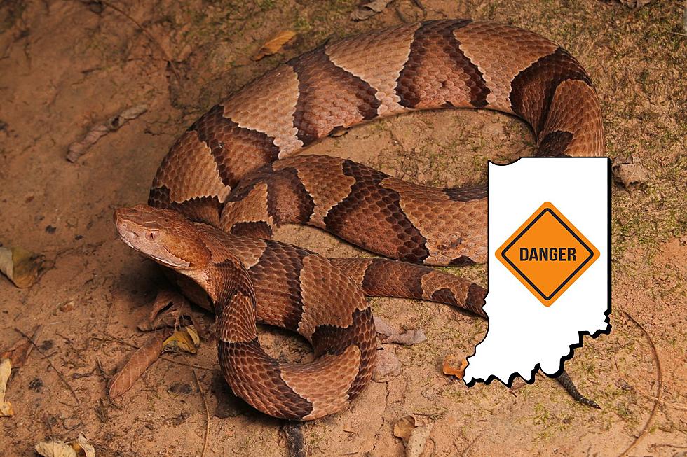 Venomous Snakes You May Encounter in Indiana