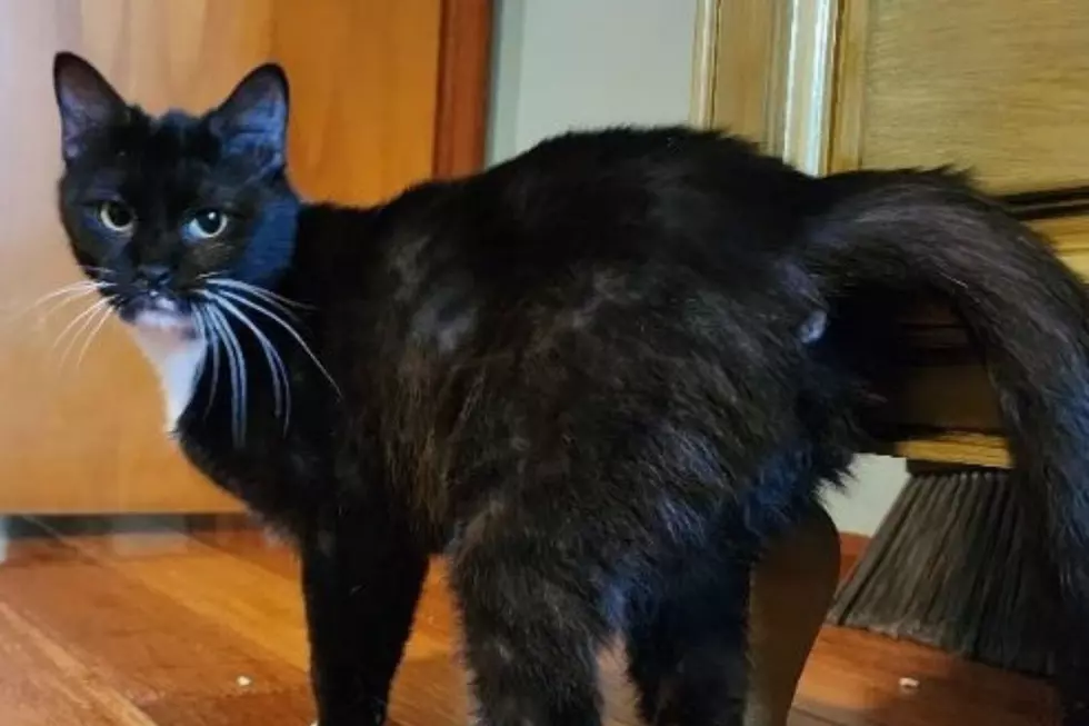FREE Adoption for Our Pet of the Week CATWOMAN