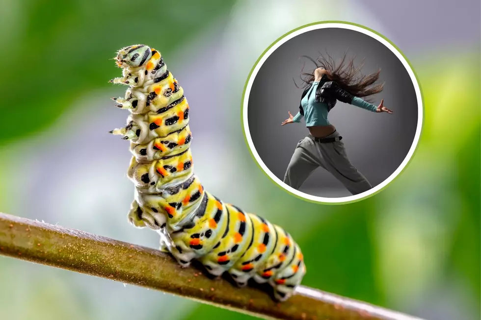 This TikTok Taught Me That Caterpillars Are Great Dancers