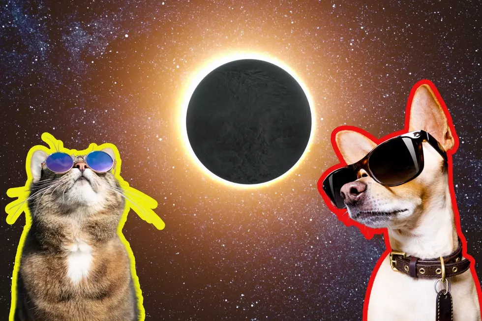 Do Outside Pets Need Eye Protection During Indiana&#8217;s Total Solar Eclipse?