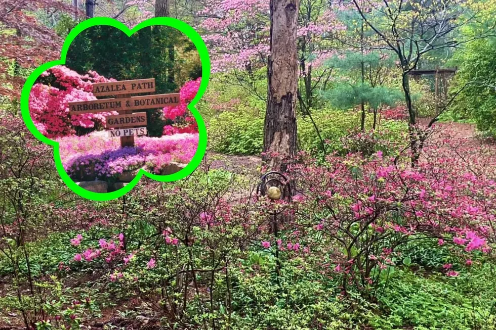 Indiana&#8217;s Must-See Hidden Gem Azalea Path is Now Blooming