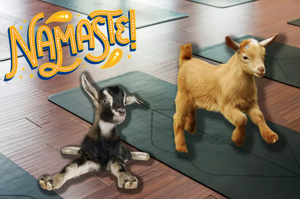 Goat Yoga Returns to Blue Heron Farms In Chandler
