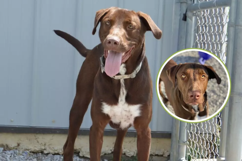 Indiana Lab Mix is a Gentle Giant Looking for a Loving Forever Home